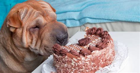 is monde mamon good for dogs|10 foods you must never feed your dog .